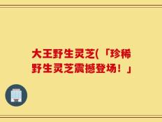 大王野生灵芝(「珍稀野生灵芝震撼登场！」