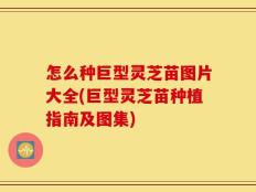 怎么种巨型灵芝苗图片大全(巨型灵芝苗种植指南及图集)
