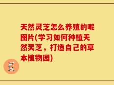 天然灵芝怎么养殖的呢图片(学习如何种植天然灵芝，打造自己的草本植物园)