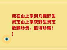我在山上采到几棵野生灵芝山上采获野生灵芝数颗珍贵，值得珍藏！)