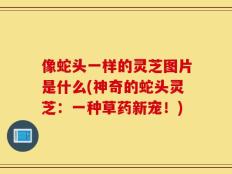 像蛇头一样的灵芝图片是什么(神奇的蛇头灵芝：一种草药新宠！)