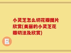 小灵芝怎么切花瓣图片欣赏(美丽的小灵芝花瓣切法及欣赏)