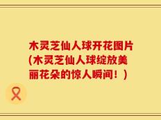木灵芝仙人球开花图片(木灵芝仙人球绽放美丽花朵的惊人瞬间！)