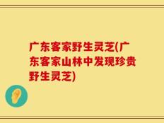 广东客家野生灵芝(广东客家山林中发现珍贵野生灵芝)