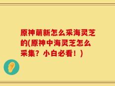 原神萌新怎么采海灵芝的(原神中海灵芝怎么采集？小白必看！)