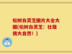 松树白灵芝图片大全大图(松树白灵芝：壮哉我大自然！)