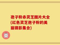 孢子粉赤灵芝图片大全(红色灵芝孢子粉的美丽摄影集合)