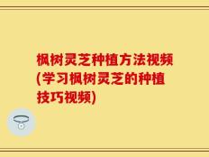 枫树灵芝种植方法视频(学习枫树灵芝的种植技巧视频)