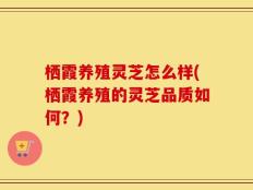 栖霞养殖灵芝怎么样(栖霞养殖的灵芝品质如何？)