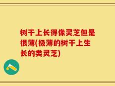 树干上长得像灵芝但是很薄(极薄的树干上生长的类灵芝)