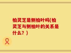 柏灵芝是侧柏叶吗(柏灵芝与侧柏叶的关系是什么？)