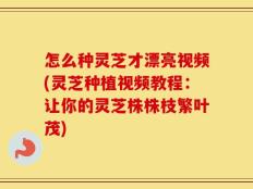 怎么种灵芝才漂亮视频(灵芝种植视频教程：让你的灵芝株株枝繁叶茂)