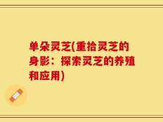 单朵灵芝(重拾灵芝的身影：探索灵芝的养殖和应用)