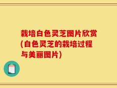 栽培白色灵芝图片欣赏(白色灵芝的栽培过程与美丽图片)