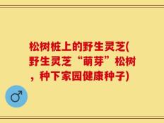 松树桩上的野生灵芝(野生灵芝“萌芽”松树，种下家园健康种子)