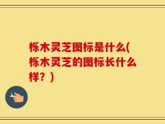 栎木灵芝图标是什么(栎木灵芝的图标长什么样？)