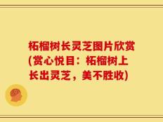 柘榴树长灵芝图片欣赏(赏心悦目：柘榴树上长出灵芝，美不胜收)