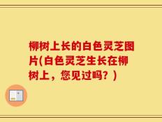 柳树上长的白色灵芝图片(白色灵芝生长在柳树上，您见过吗？)