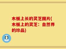 木板上长的灵芝图片(木板上的灵芝：自然界的珍品)