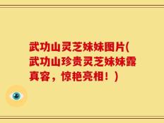 武功山灵芝妹妹图片(武功山珍贵灵芝妹妹露真容，惊艳亮相！)