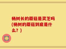 杨树长的蘑菇是灵芝吗(杨树的蘑菇到底是什么？)