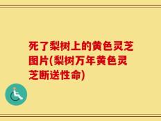 死了梨树上的黄色灵芝图片(梨树万年黄色灵芝断送性命)