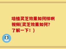 培植灵芝效果如何样啊视频(灵芝效果如何？了解一下！)