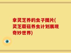 拿灵芝养的虫子图片(灵芝蘑菇养虫计划展现奇妙世界)