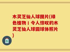 木灵芝仙人球图片(绿色植物丨令人惊叹的木灵芝仙人球圆球体照片)