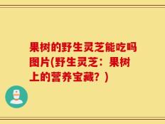 果树的野生灵芝能吃吗图片(野生灵芝：果树上的营养宝藏？)