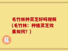 毛竹林种灵芝好吗视频(毛竹林：种植灵芝效果如何？)