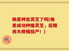 杨紫种出灵芝了吗(杨紫成功种植灵芝，近期将大规模投产！)