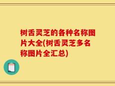 树舌灵芝的各种名称图片大全(树舌灵芝多名称图片全汇总)