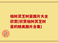 榆树灵芝树苗图片大全欣赏(欣赏榆树灵芝树苗的精美图片合集)
