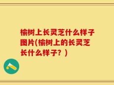 榆树上长灵芝什么样子图片(榆树上的长灵芝长什么样子？)