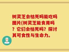 树灵芝会枯死吗能吃吗图片(树灵芝能食用吗？它们会枯死吗？探讨其可食性与生命力。