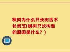 枫树为什么只长树舌不长灵芝(枫树只长树舌的原因是什么？)