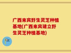 广西来宾野生灵芝种植基地(广西来宾建立野生灵芝种植基地)