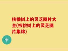 核桃树上的灵芝图片大全(核桃树上的灵芝图片集锦)