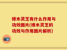 樟木灵芝有什么作用与功效图片(樟木灵芝的功效与作用图片解析)