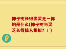 柿子树长得像灵芝一样的是什么(柿子树与灵芝长得惊人相似？！)
