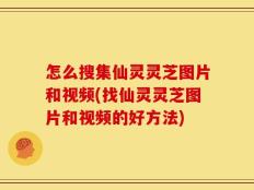 怎么搜集仙灵灵芝图片和视频(找仙灵灵芝图片和视频的好方法)