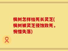 枫树怎样枯死长灵芝(枫树被灵芝侵蚀致死，惋惜失落)