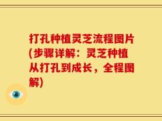 打孔种植灵芝流程图片(步骤详解：灵芝种植从打孔到成长，全程图解)