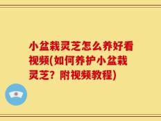小盆栽灵芝怎么养好看视频(如何养护小盆栽灵芝？附视频教程)