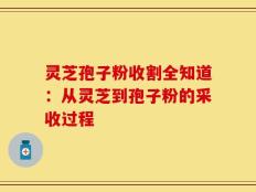 灵芝孢子粉收割全知道：从灵芝到孢子粉的采收过程