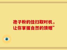 孢子粉的佳扫取时机，让你掌握自然的馈赠”