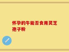 怀孕的牛能否食用灵芝孢子粉