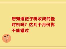 想知道孢子粉收成的佳时机吗？这几个月份你不能错过