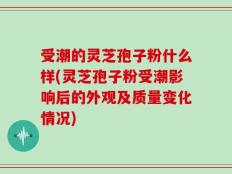 受潮的灵芝孢子粉什么样(灵芝孢子粉受潮影响后的外观及质量变化情况)